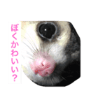 桃太郎の日常       フクロモモンガ（個別スタンプ：11）