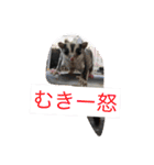 桃太郎の日常       フクロモモンガ（個別スタンプ：12）