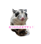 桃太郎の日常       フクロモモンガ（個別スタンプ：13）
