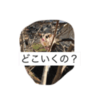 桃太郎の日常       フクロモモンガ（個別スタンプ：16）