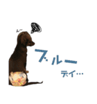 chef and cookie 2（個別スタンプ：3）