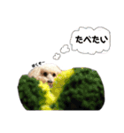 chef and cookie 2（個別スタンプ：5）