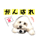 chef and cookie 2（個別スタンプ：8）