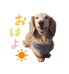 ぼくはとろ★（個別スタンプ：1）