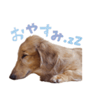 ぼくはとろ★（個別スタンプ：2）