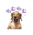 ぼくはとろ★（個別スタンプ：3）