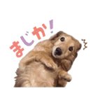 ぼくはとろ★（個別スタンプ：10）