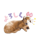 ぼくはとろ★（個別スタンプ：11）