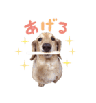 ぼくはとろ★（個別スタンプ：27）