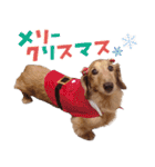 ぼくはとろ★（個別スタンプ：40）