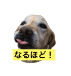 我が家のアリスちゃん（個別スタンプ：3）
