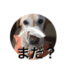 我が家のアリスちゃん（個別スタンプ：6）