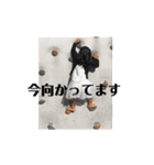 我が家のきいさま（個別スタンプ：10）