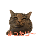 ありすとはやて（個別スタンプ：1）