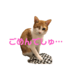 ありすとはやて（個別スタンプ：3）