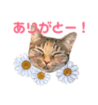 ありすとはやて（個別スタンプ：4）