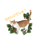 ありすとはやて（個別スタンプ：7）