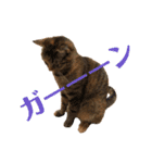 ありすとはやて（個別スタンプ：8）