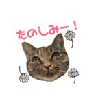 ありすとはやて（個別スタンプ：9）
