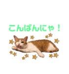 ありすとはやて（個別スタンプ：10）
