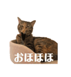ありすとはやて（個別スタンプ：11）