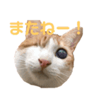 ありすとはやて（個別スタンプ：15）