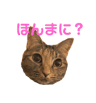 ありすとはやて（個別スタンプ：19）