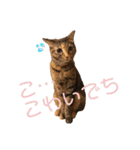 ありすとはやて（個別スタンプ：20）