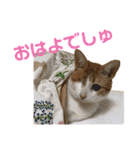 ありすとはやて（個別スタンプ：23）