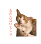 ありすとはやて（個別スタンプ：24）