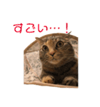 ありすとはやて（個別スタンプ：25）