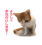ありすとはやて（個別スタンプ：30）