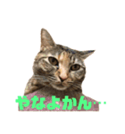 ありすとはやて（個別スタンプ：33）