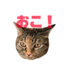 ありすとはやて（個別スタンプ：36）