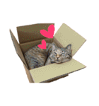 ありすとはやて（個別スタンプ：38）