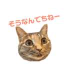 ありすとはやて（個別スタンプ：39）