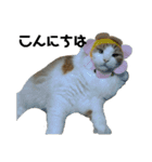 可愛い猫のこじゅくんスタンプ（個別スタンプ：2）