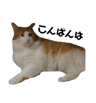 可愛い猫のこじゅくんスタンプ（個別スタンプ：3）