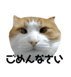 可愛い猫のこじゅくんスタンプ（個別スタンプ：6）