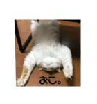 可愛い猫のこじゅくんスタンプ（個別スタンプ：7）