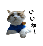 可愛い猫のこじゅくんスタンプ（個別スタンプ：9）