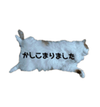 可愛い猫のこじゅくんスタンプ（個別スタンプ：10）