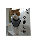 可愛い猫のこじゅくんスタンプ（個別スタンプ：12）