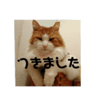 可愛い猫のこじゅくんスタンプ（個別スタンプ：14）
