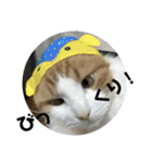 可愛い猫のこじゅくんスタンプ（個別スタンプ：17）