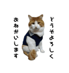 可愛い猫のこじゅくんスタンプ（個別スタンプ：18）