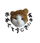 可愛い猫のこじゅくんスタンプ（個別スタンプ：19）