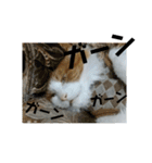 可愛い猫のこじゅくんスタンプ（個別スタンプ：21）