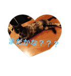 田辺さんちシリーズ1（個別スタンプ：11）