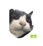 加藤家の猫さんズ（個別スタンプ：1）
